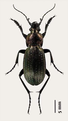 Carabus monilis